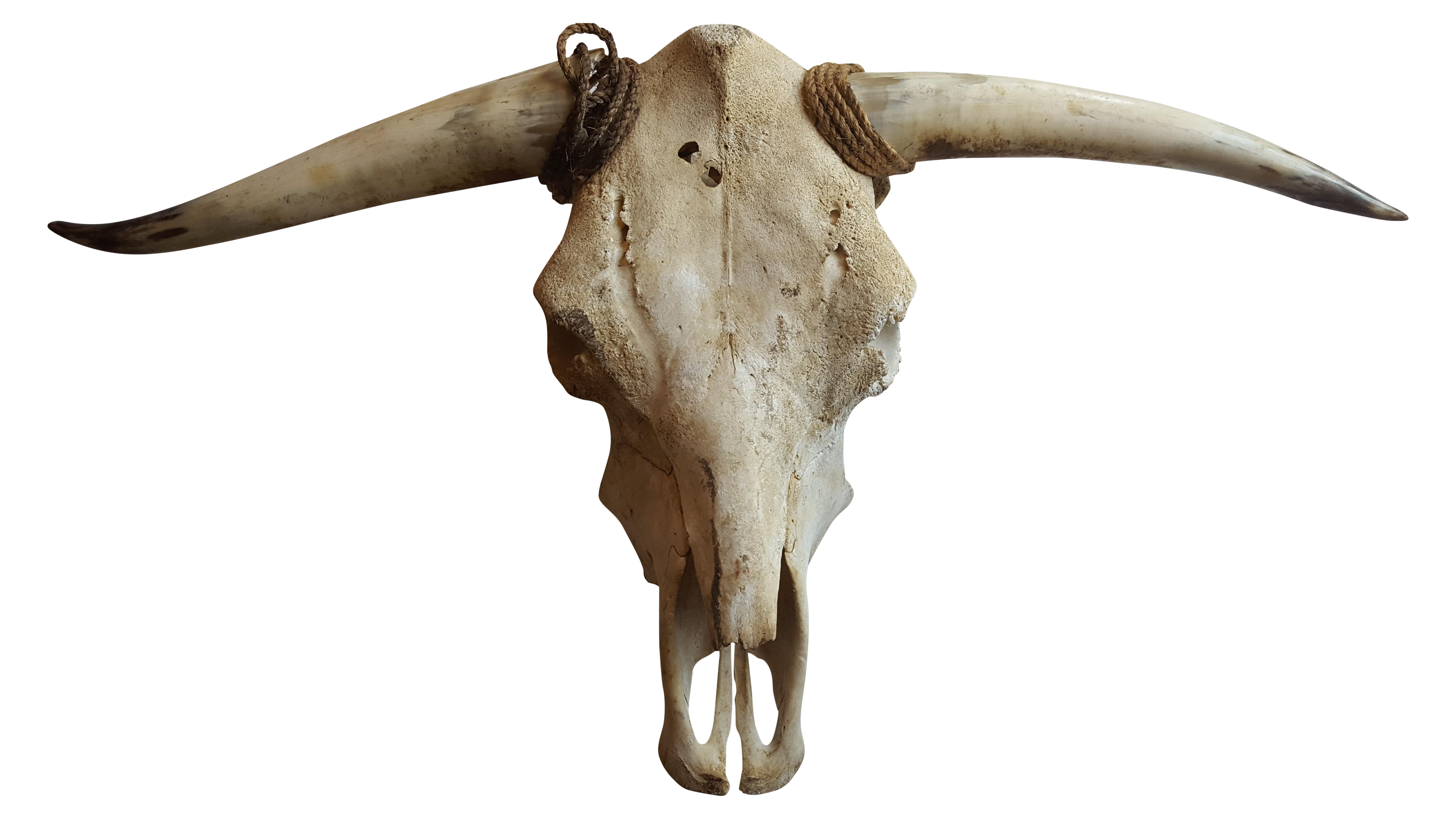cows clipart bone