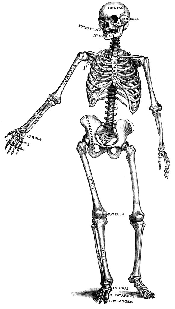 Human etc . Skeleton clipart vintage skeleton