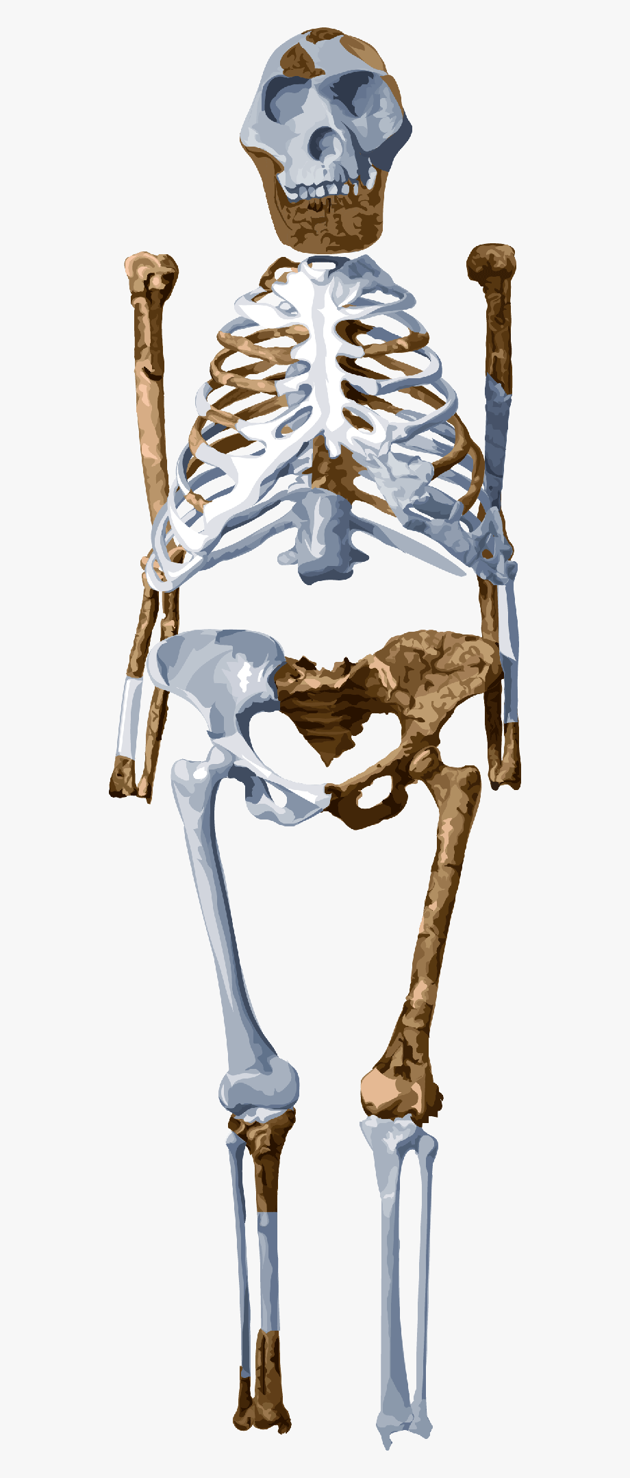 clipart skeleton human biology