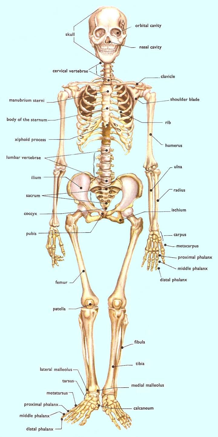 Bone clipart human biology. A normal adult skeleton
