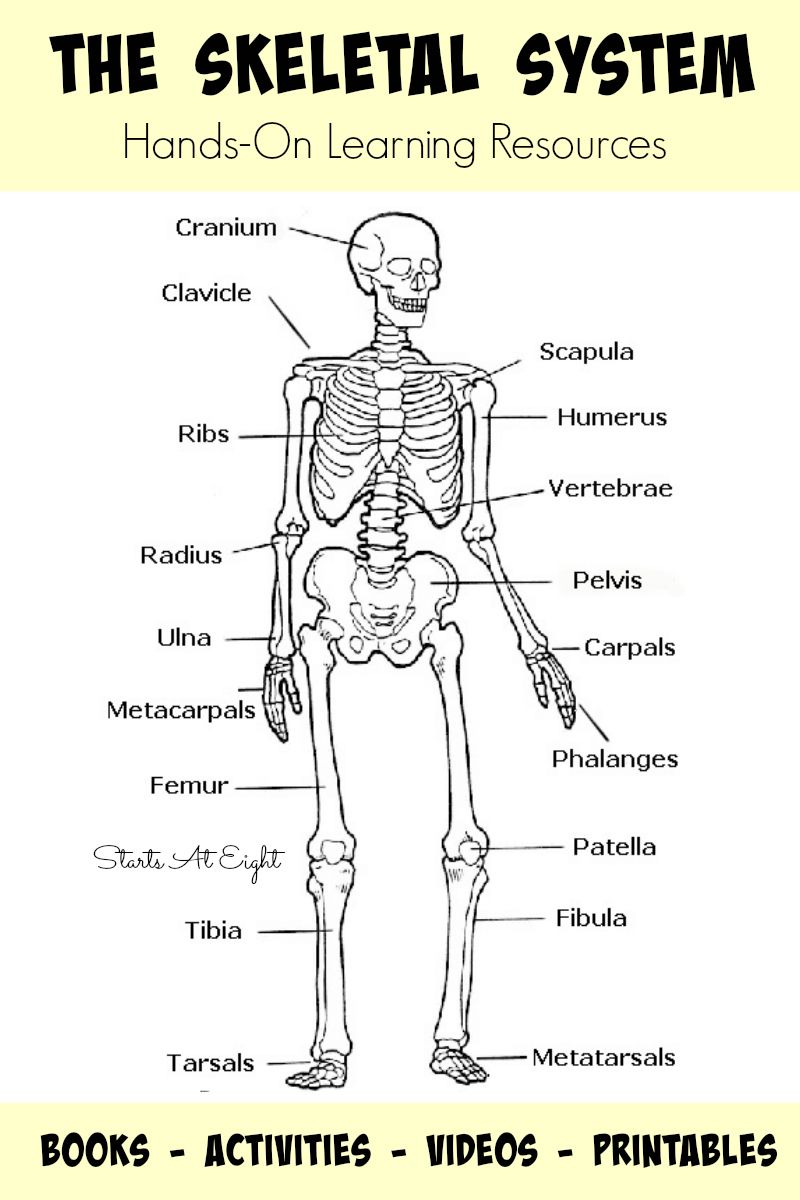 The skeletal system hands. Bone clipart human biology