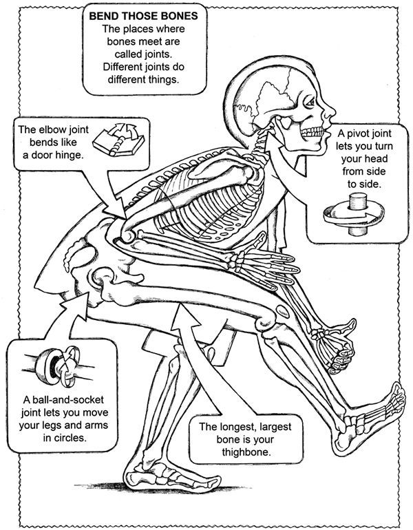 Bone clipart human biology. Free coloring page from