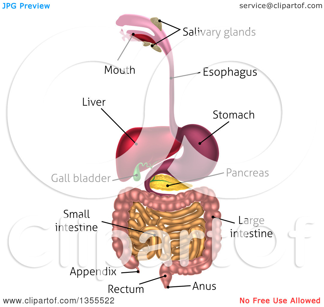 Bone clipart human biology. Alimentary canal structure jpg
