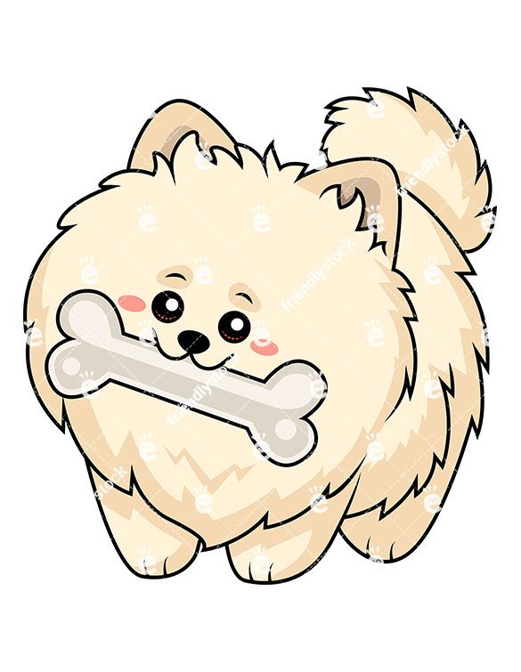 Sweet pomeranian dog chewing. Bone clipart illustration
