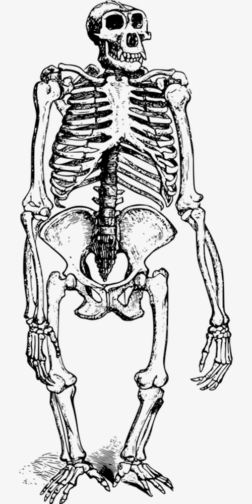 Bone clipart simple. Black gorilla animal bones