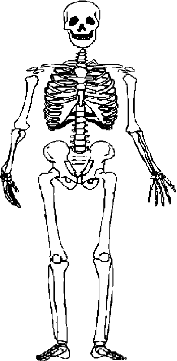 Free bones cliparts download. Bone clipart skeleton