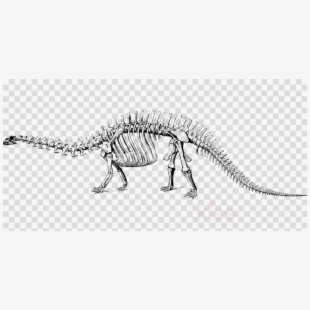 bone clipart stegosaurus