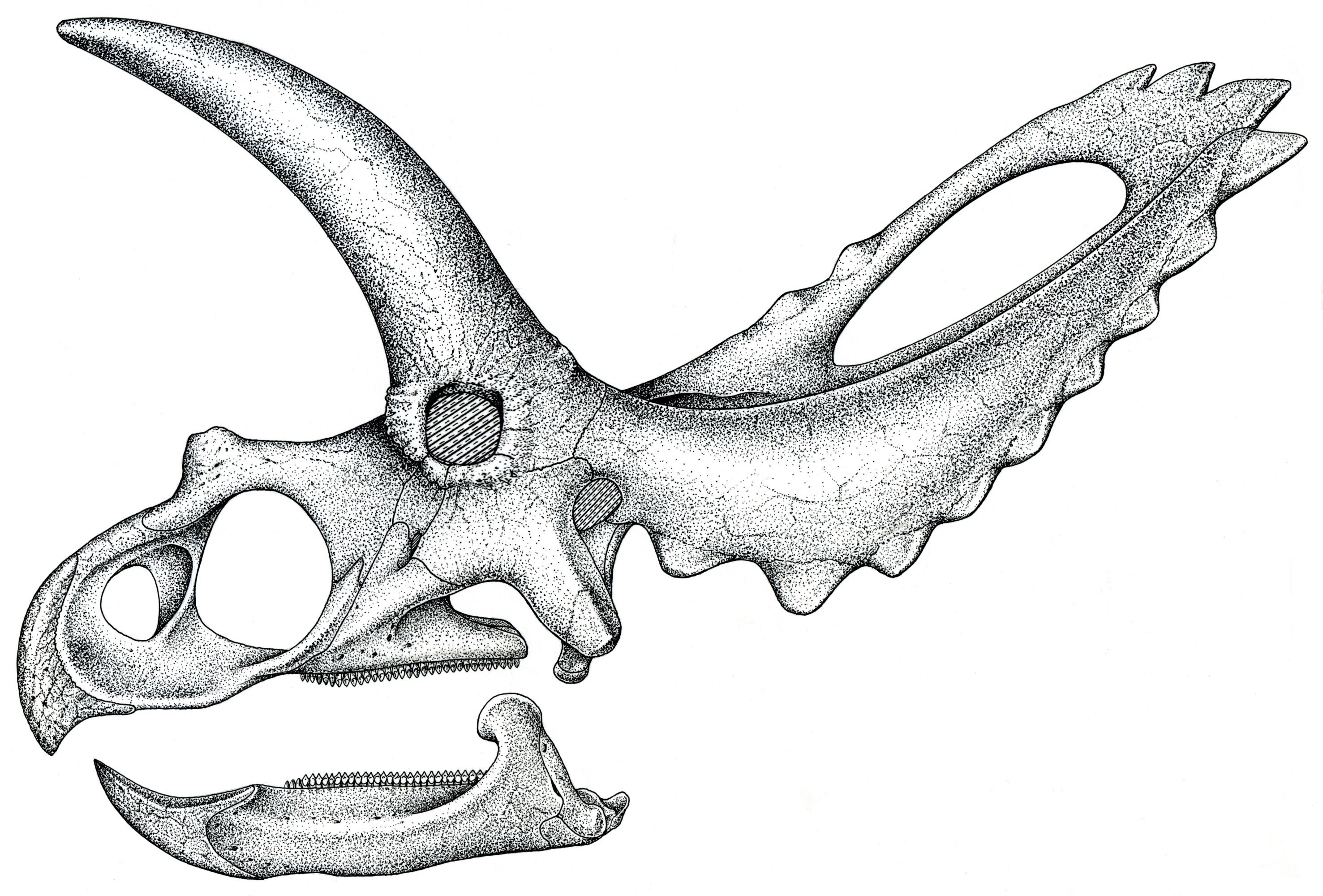 Skull sketch google search. Bone clipart triceratops