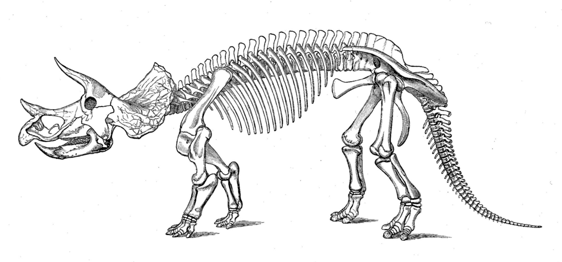 Bone clipart triceratops. Marginocephalia dinosauria pinterest prehistoric