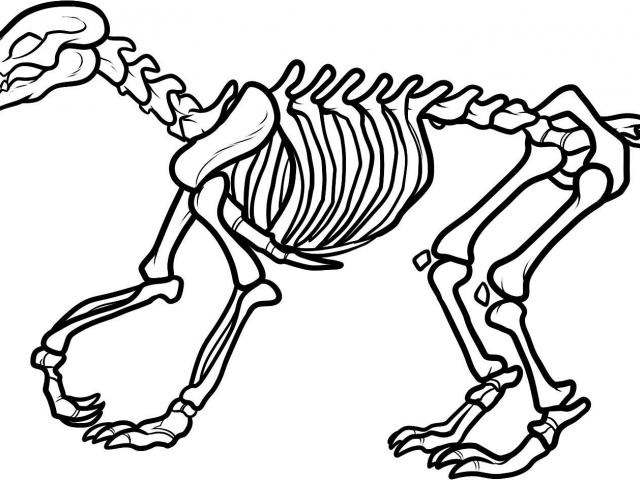 Free on dumielauxepices net. Bone clipart triceratops