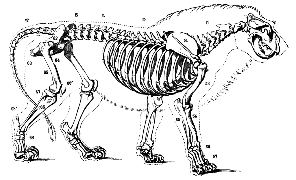 bones clipart animal bone