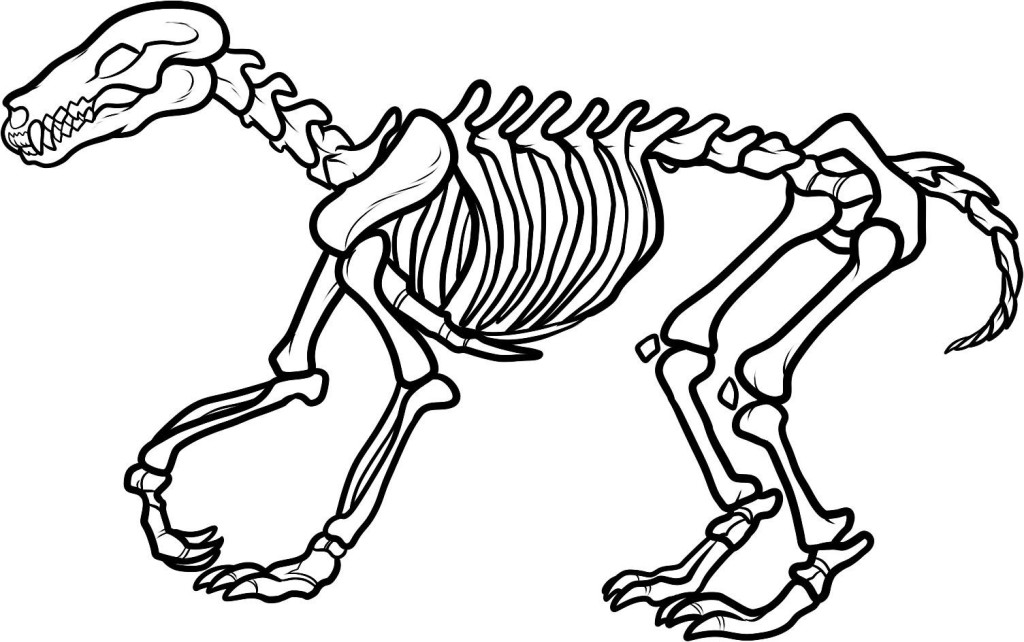 Fossil clipart cat skeleton. Free dinosaur bones download