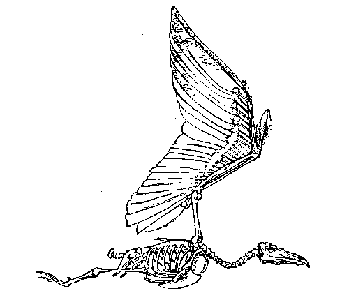 bones clipart bird