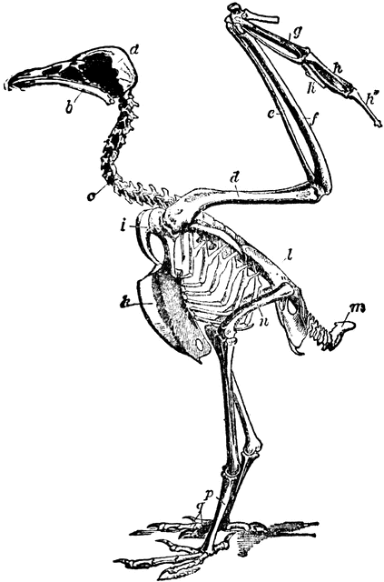 Bone clipart bird. Vulture skeleton etc