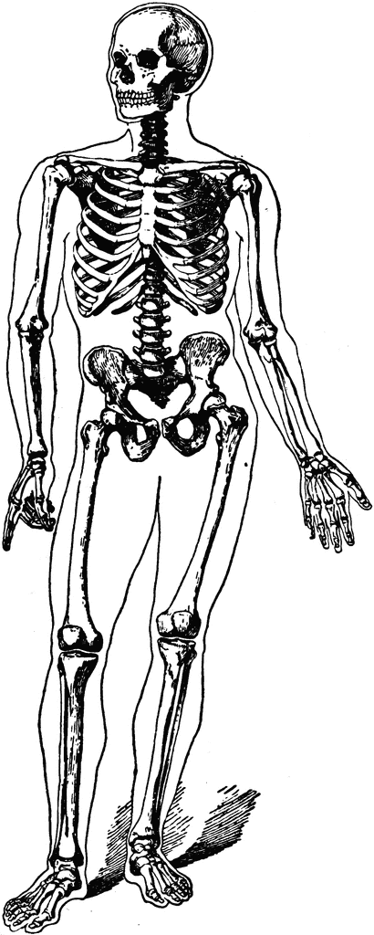 clipart skeleton full body