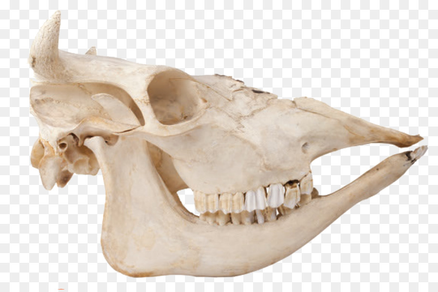 bones clipart bone tooth