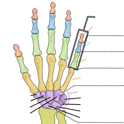 Bones clipart colorful. Human anatomy diagram suitable