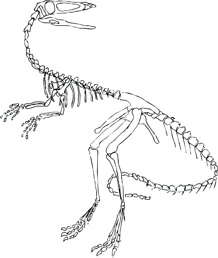 Bones clipart coloring page. Dinosaur pages dinosaurs