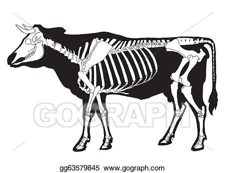 bones clipart cow