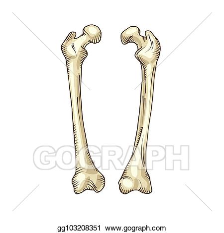 clipart skeleton realistic