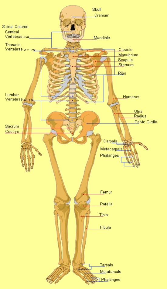 bones clipart human biology
