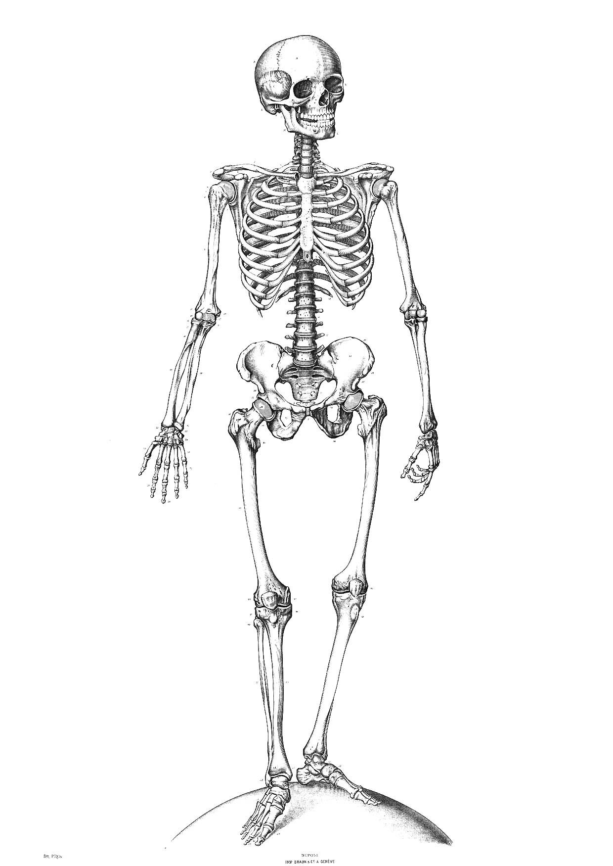 bone clipart human biology