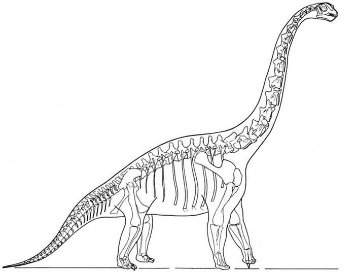 bones clipart stegosaurus