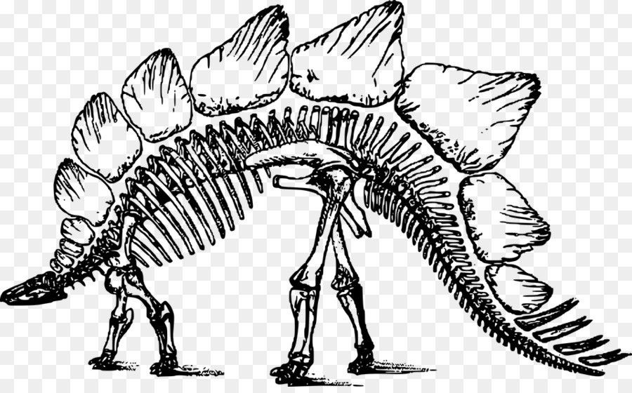 skeleton clipart stegosaurus