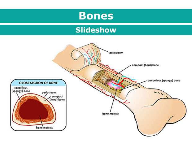 bones clipart strong bone