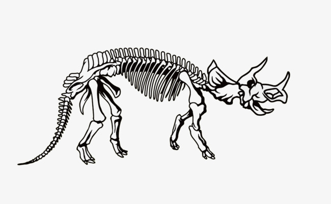 Bones clipart triceratops. Fossils dinosaur fossil skeleton