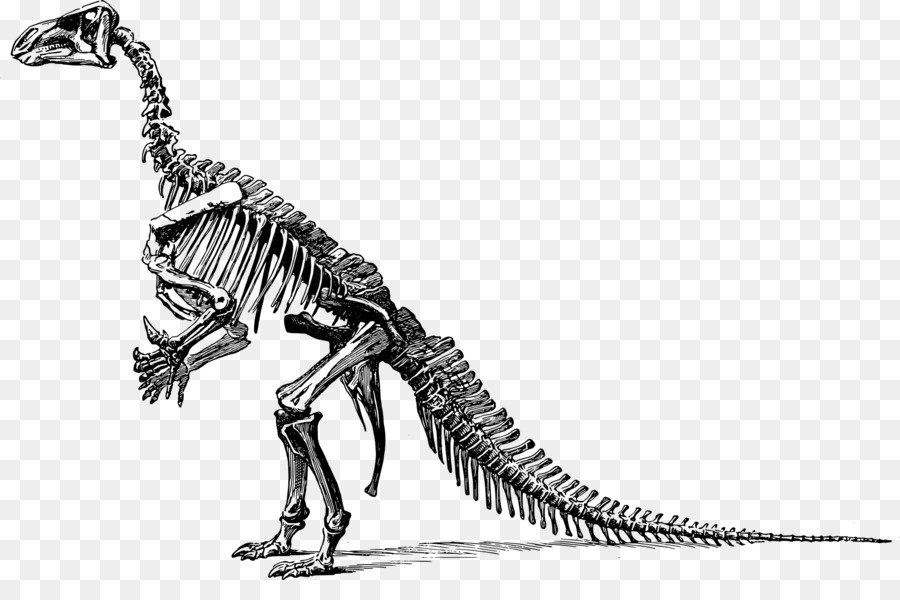 Bone clipart triceratops. Tyrannosaurus dinosaur fossils clip