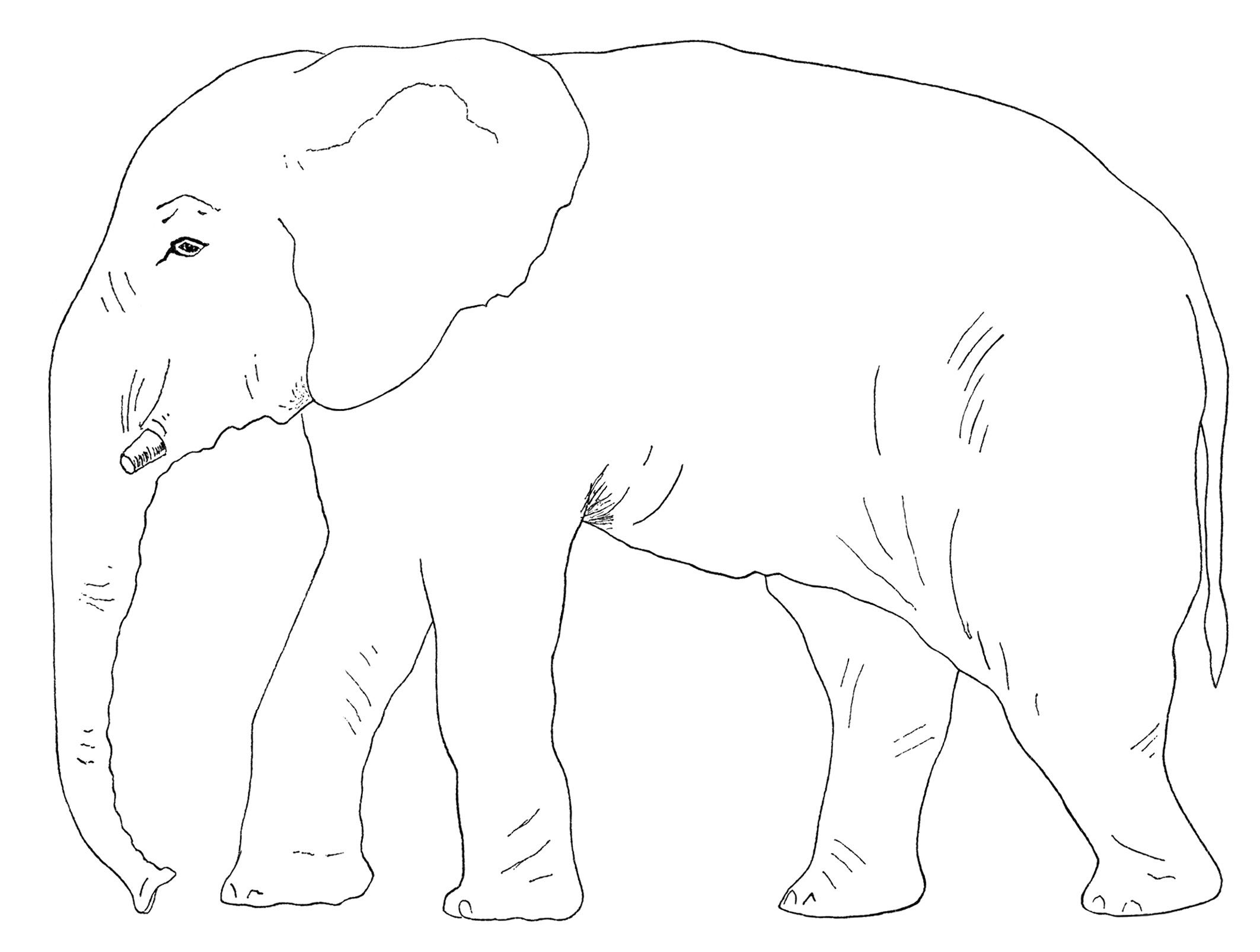 books clipart elephant