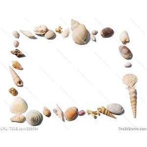 borders clipart seashell