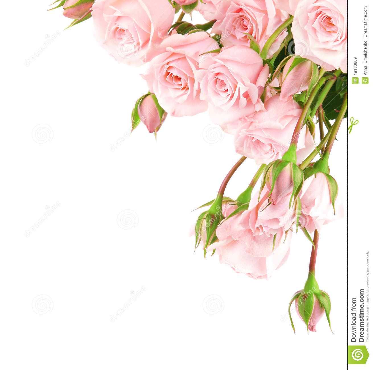 Pink roses fresh. Bouquet clipart border