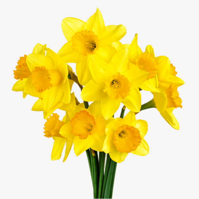 bouquet clipart daffodils