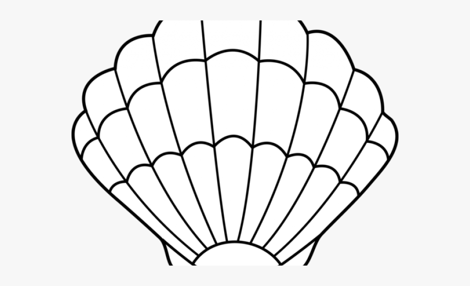 seashells clipart outline shell