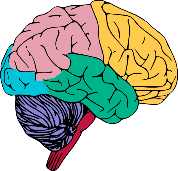 Free to use public. Clipart rock brain