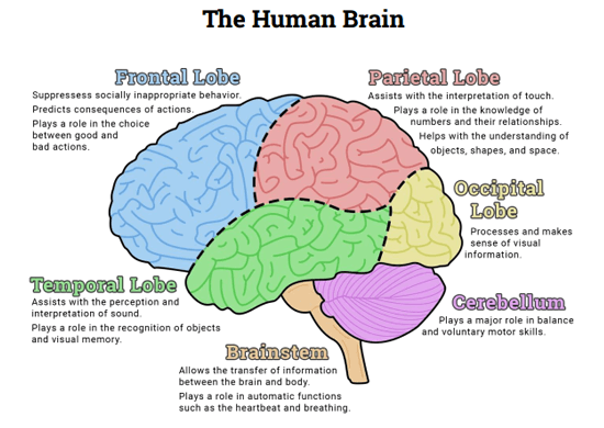 brain clipart ability