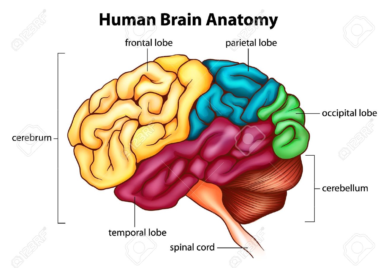 brain clipart anatomy