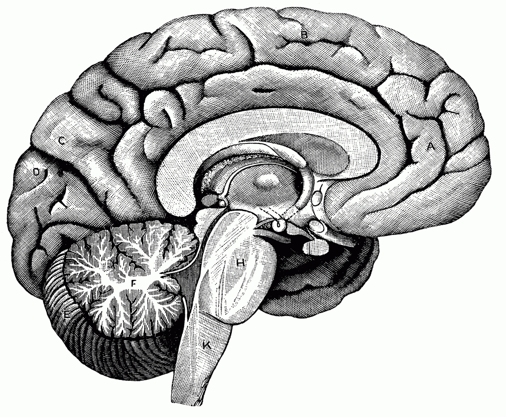 Brain clipart anatomy. Cross section of the