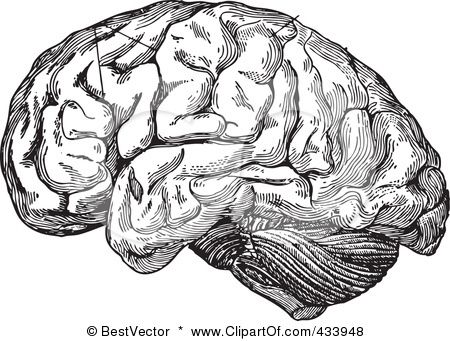 brain clipart anatomy