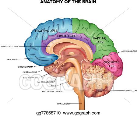 clipart brain anatomy