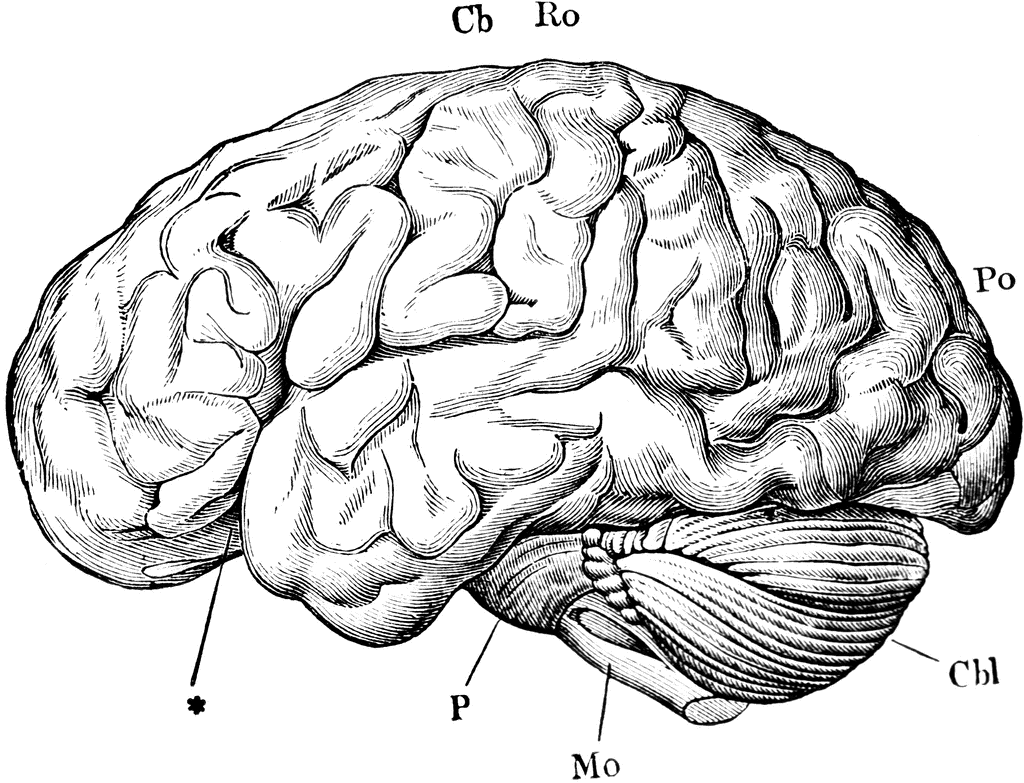 Brain clipart anatomy. Pin by budget ids