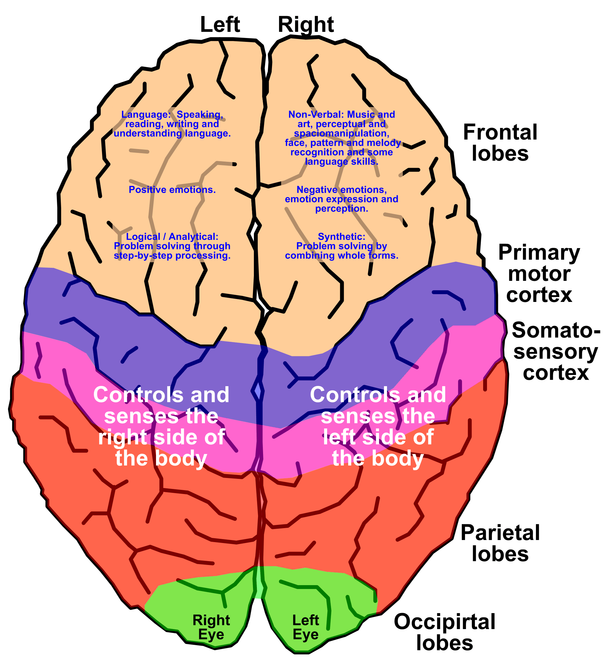 brain clipart biology