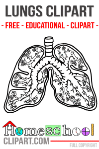 Lungs clipart biology science. Free anatomy cell heart