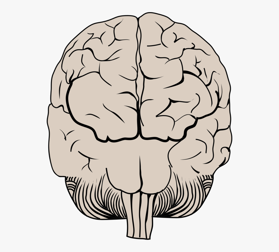 brain clipart biology