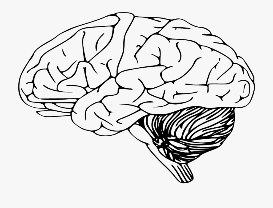 brain clipart black and white