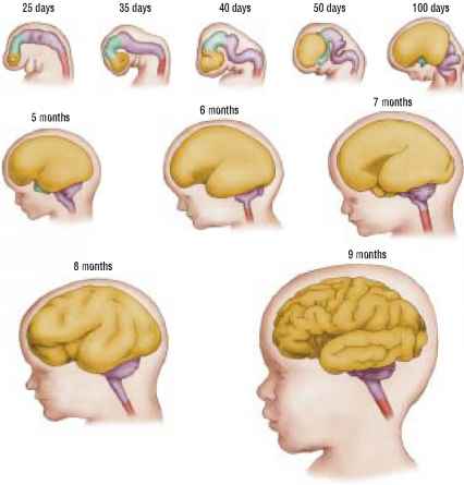 brain clipart brain development