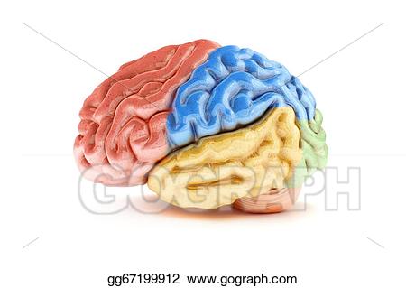 brain clipart colored