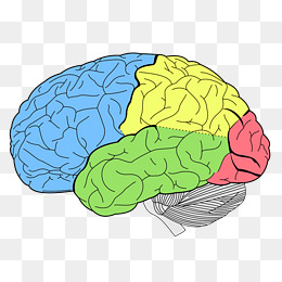 brain clipart colored